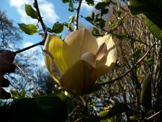 magnolia ambrosia