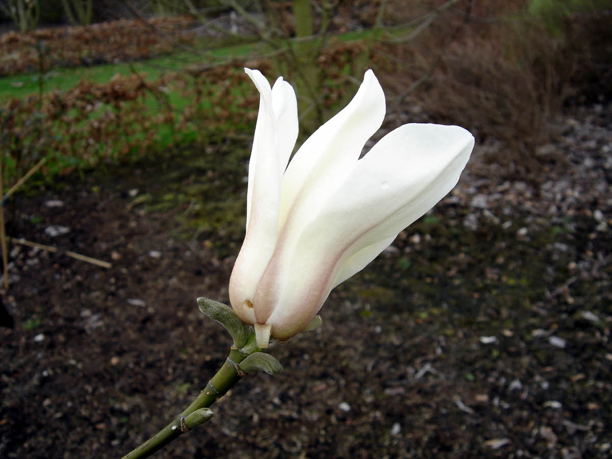 magnolia biondii