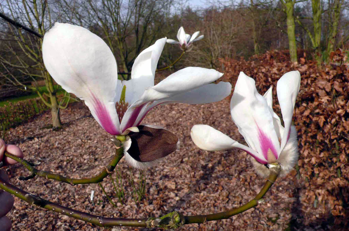 magnolia biondii