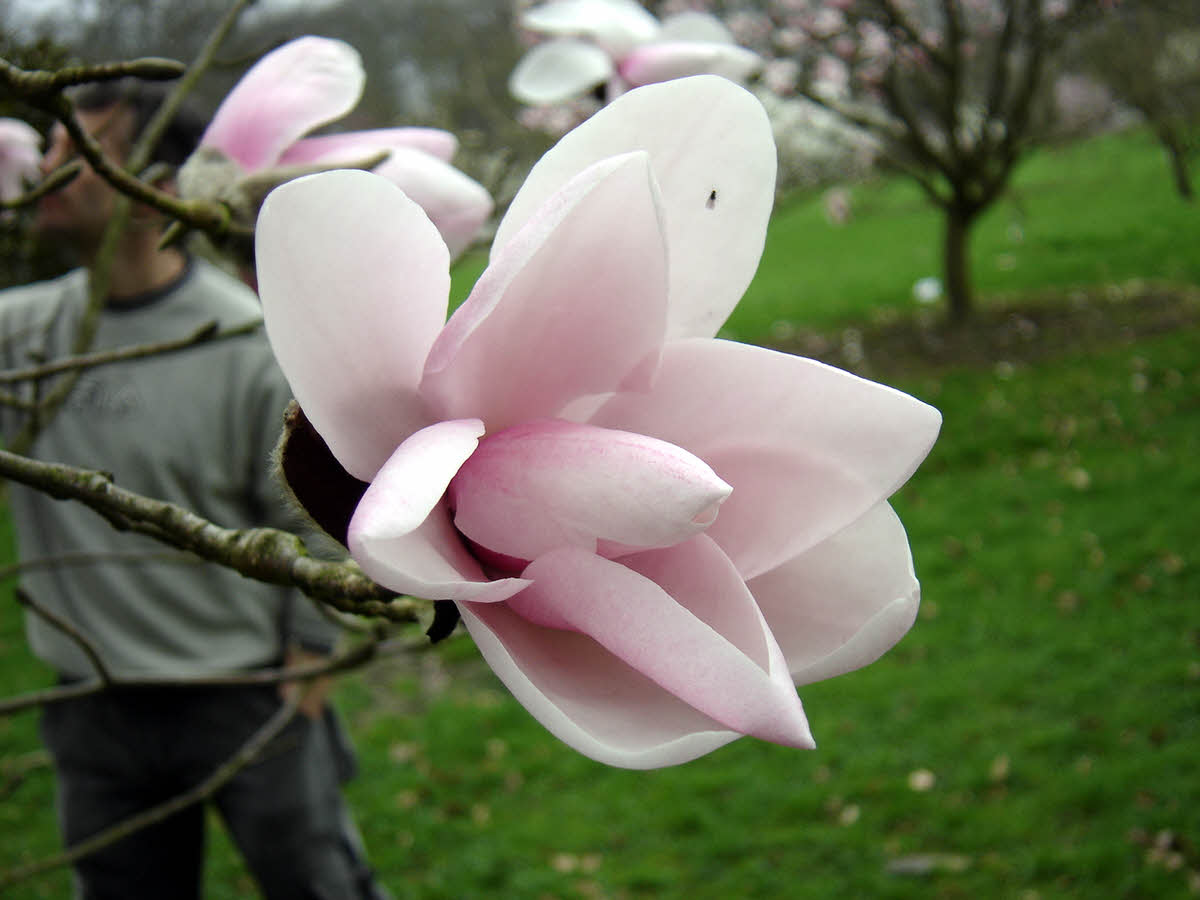 magnolia dawsoniana
