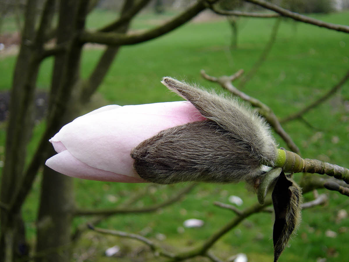 magnolia dawsoniana