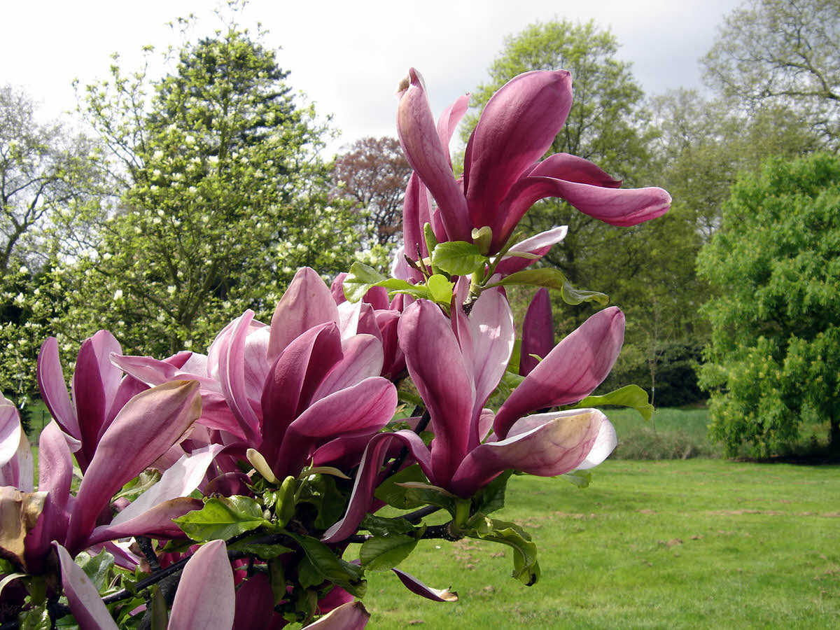 magnolia liliiflora nigra