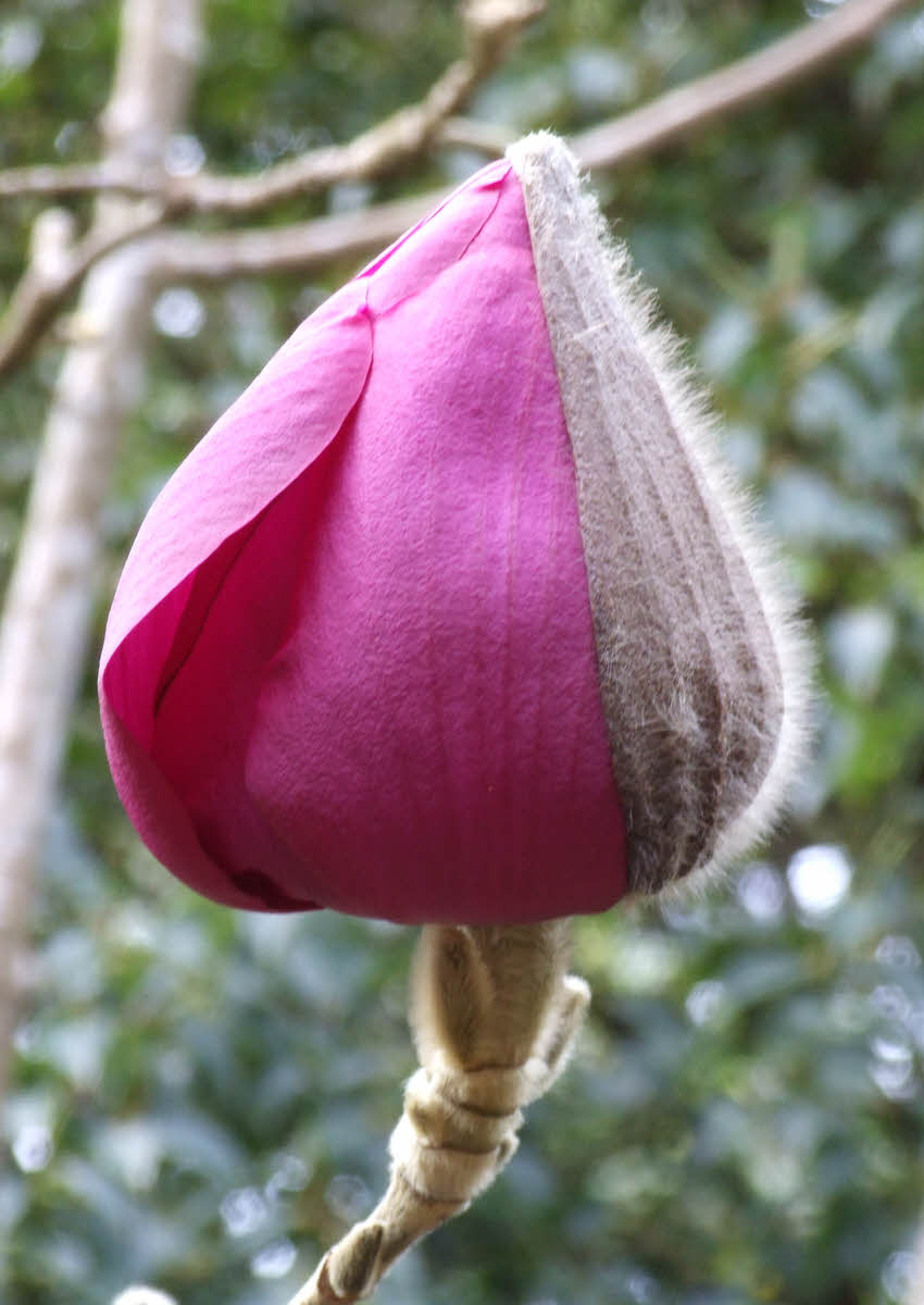 Magnolia campbellii sub species mollicomata Lanarth