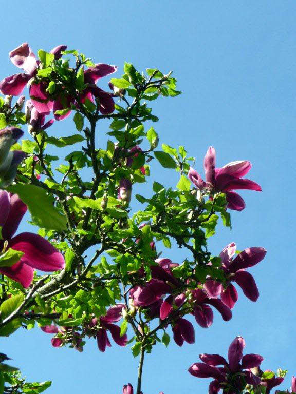 magnolia liliiflora lyons