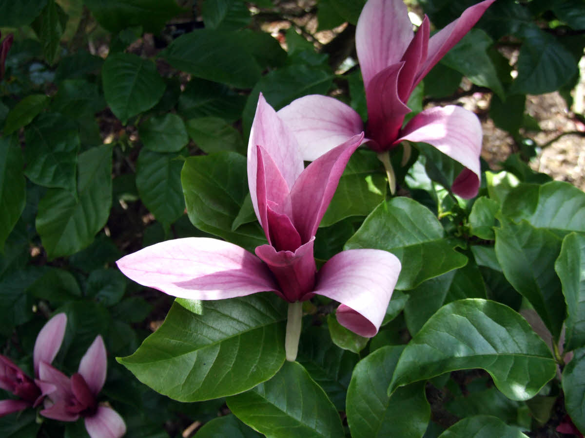 magnolia liliiflora nigra