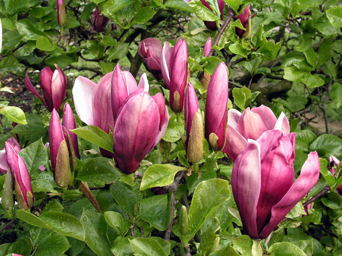 magnolia liliiflora nigra