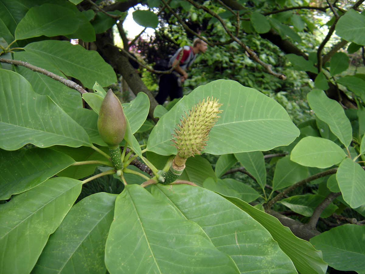 magnolia obovata