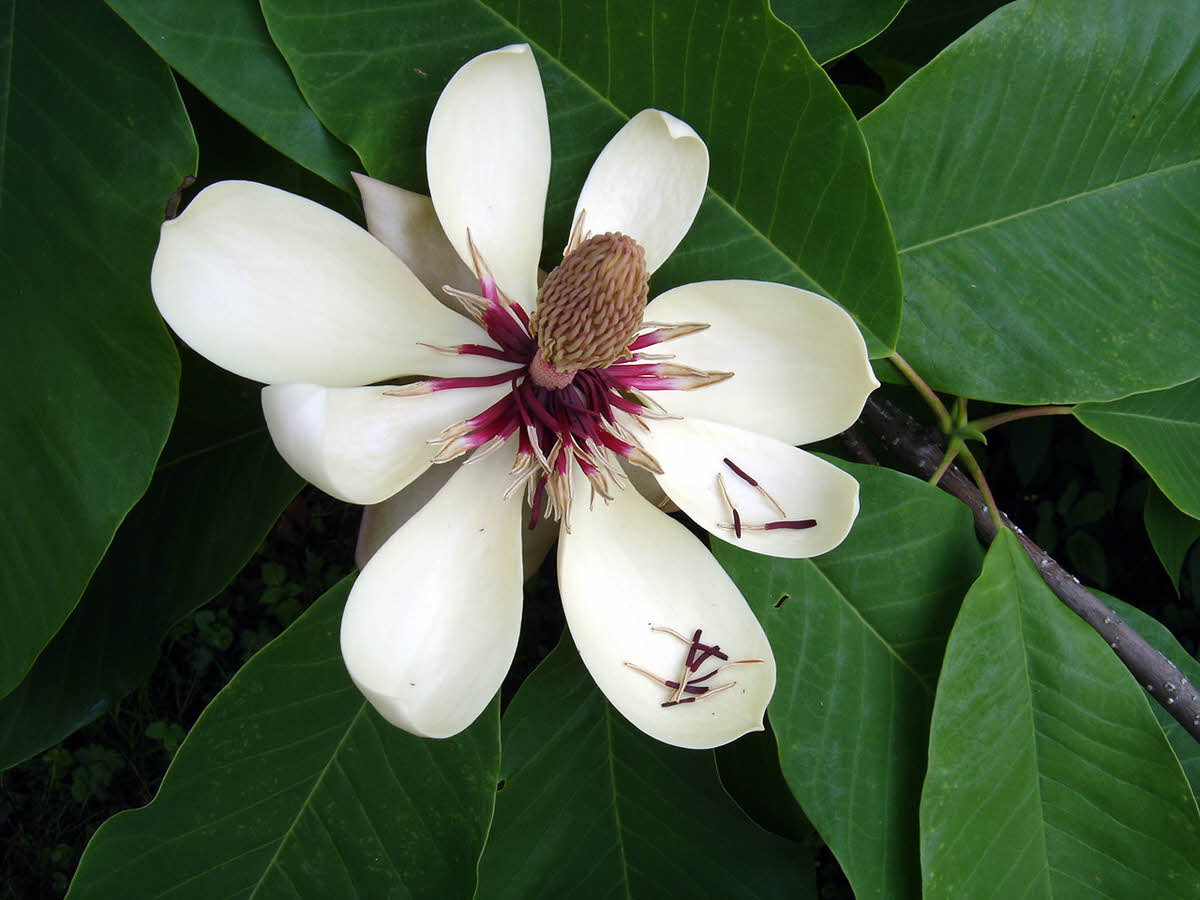 magnolia obovata