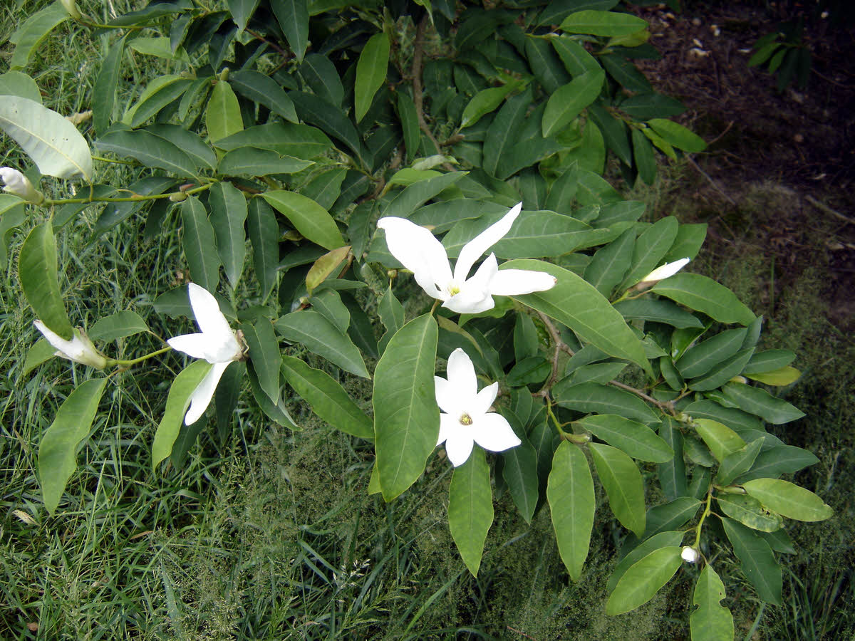magnolia salicifolia