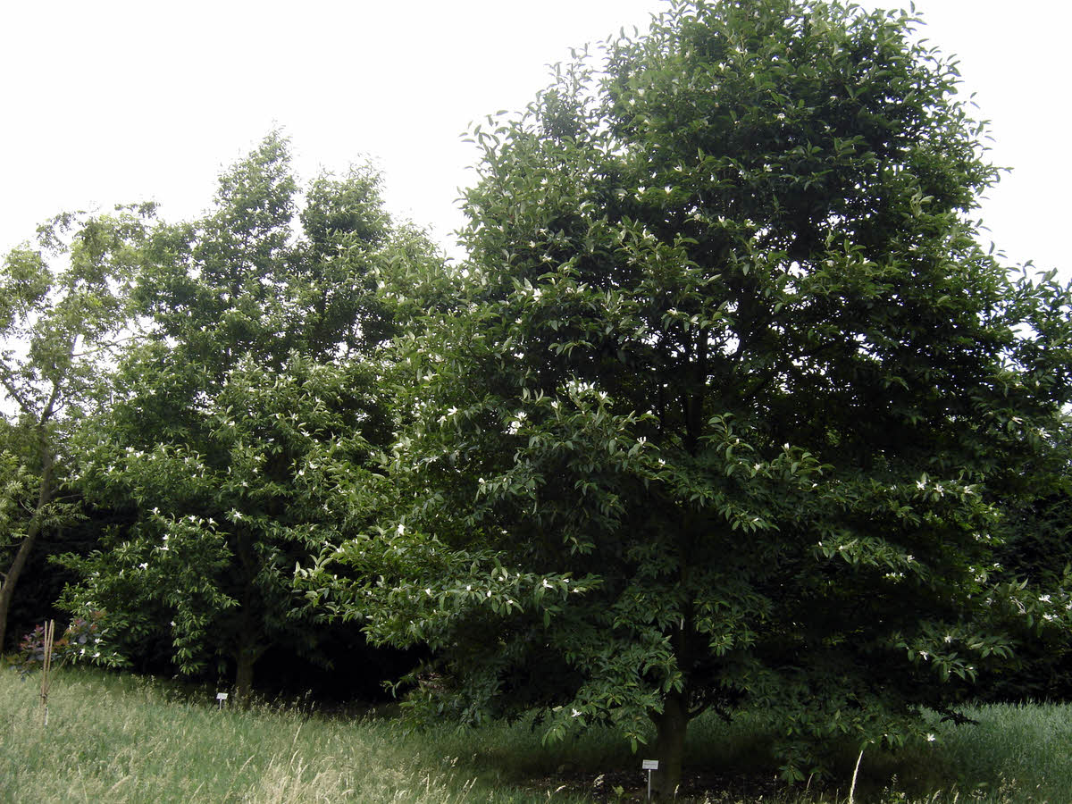 magnolia salicifolia