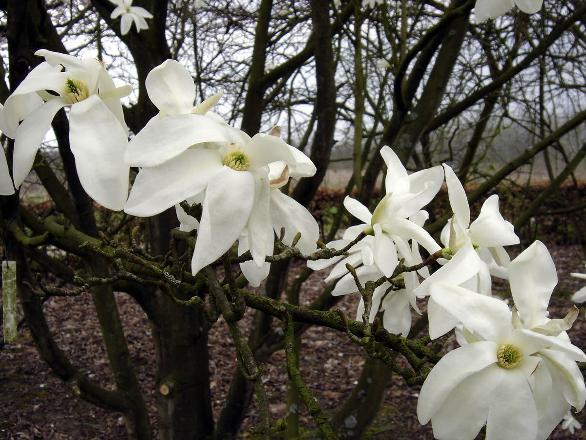 magnolia salicifolia