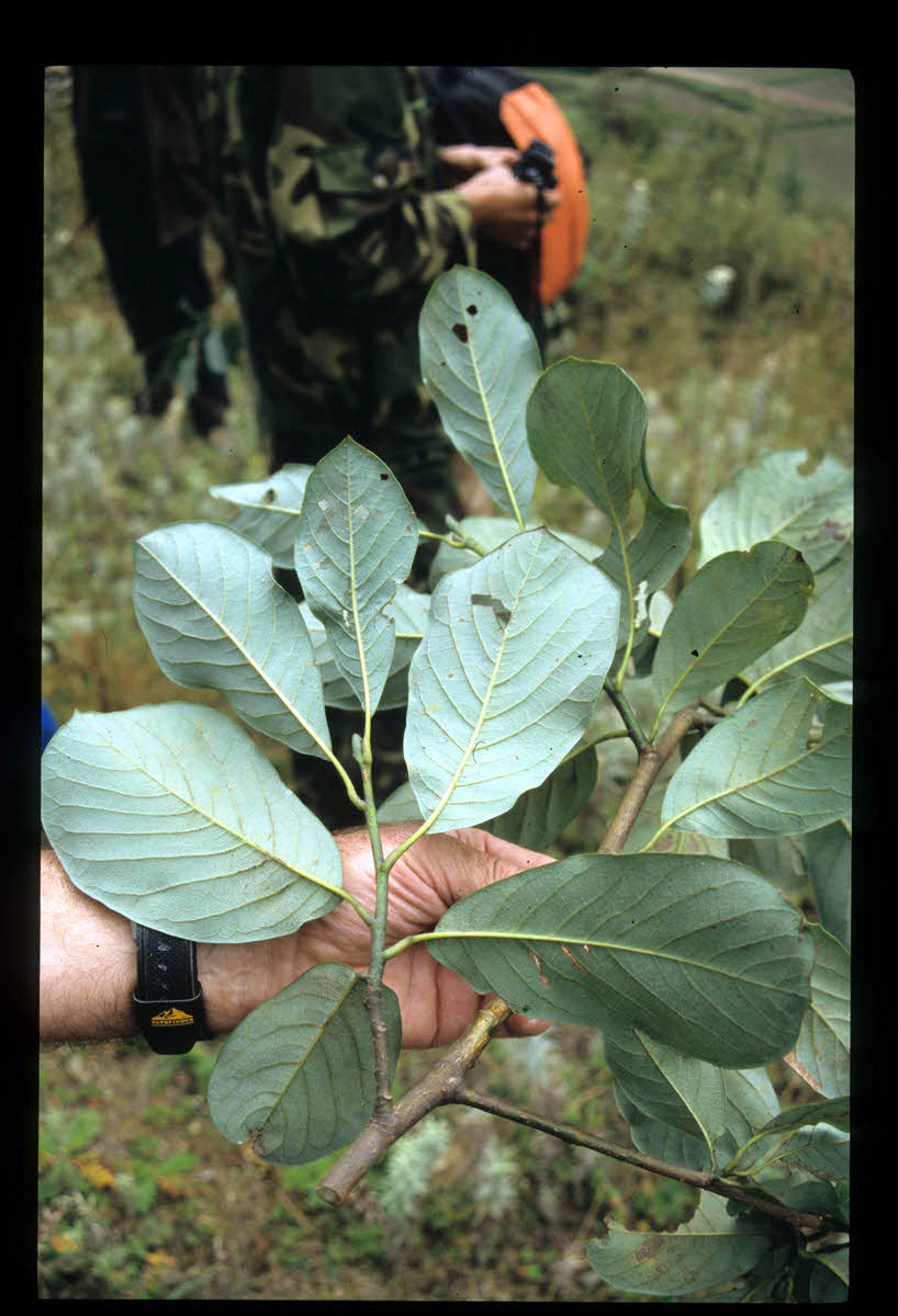 magnolia sargentiana