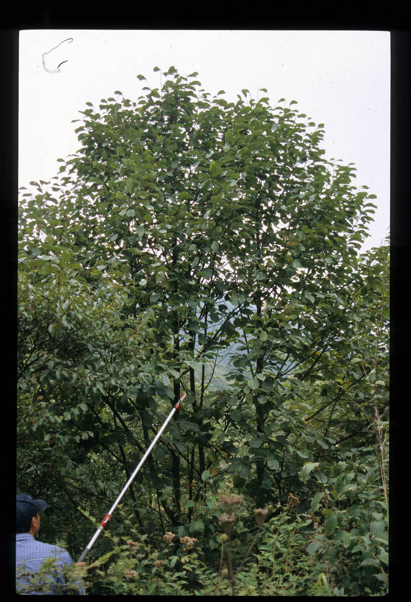 magnolia sargentiana