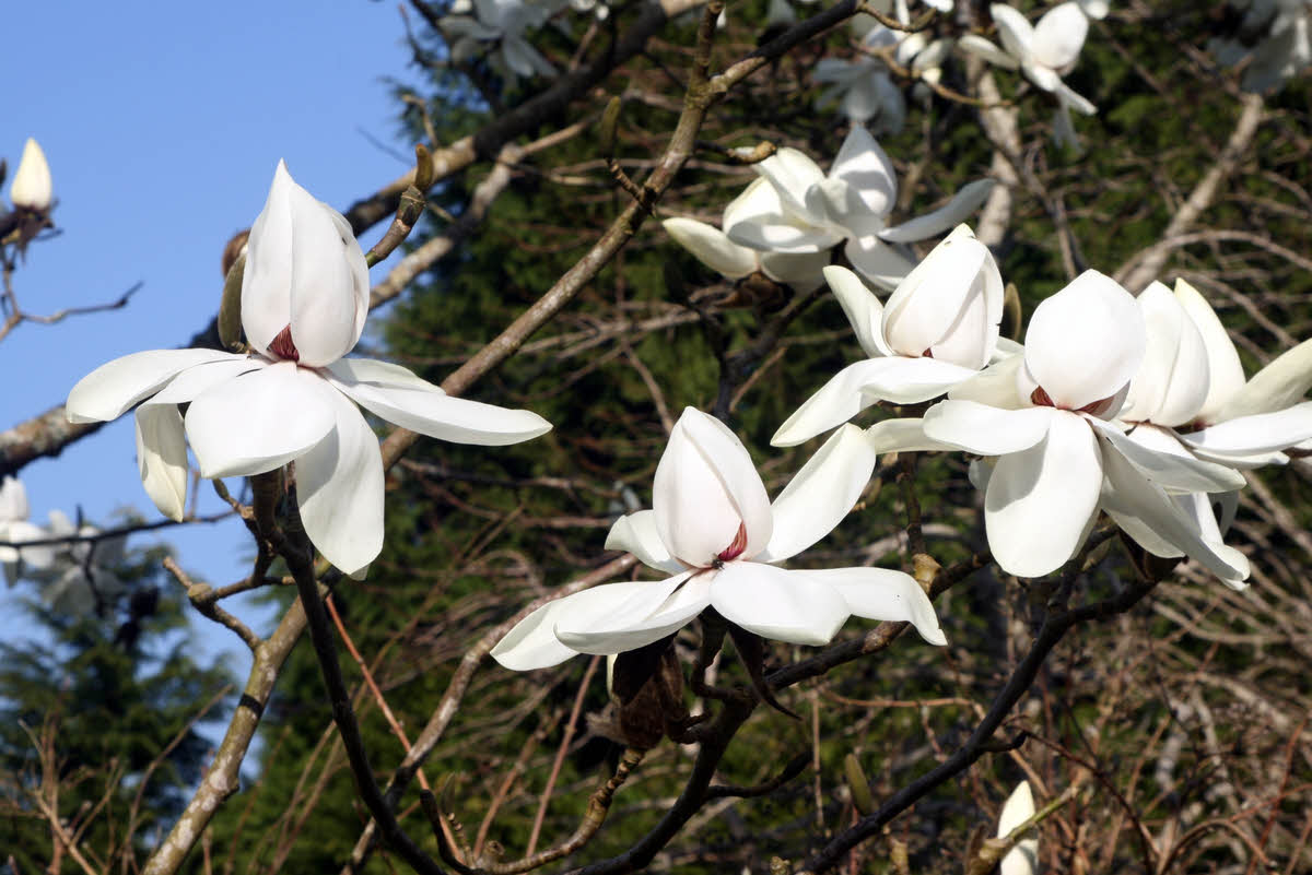 magnolia campbellii strybing white