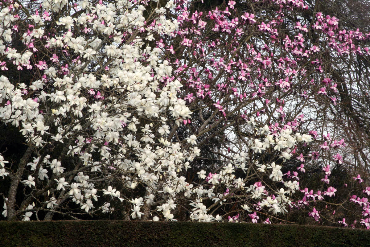 Magnolia campbellii alba