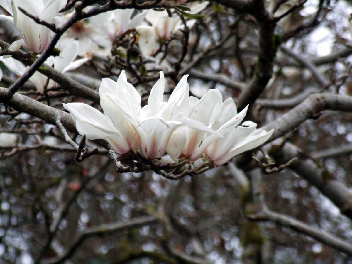 magnolia cylindrica