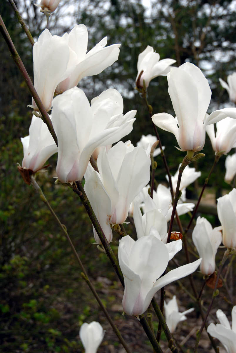 magnolia cylindrica