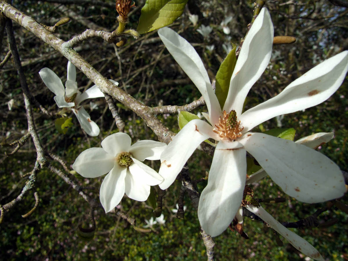 magnolia kobus