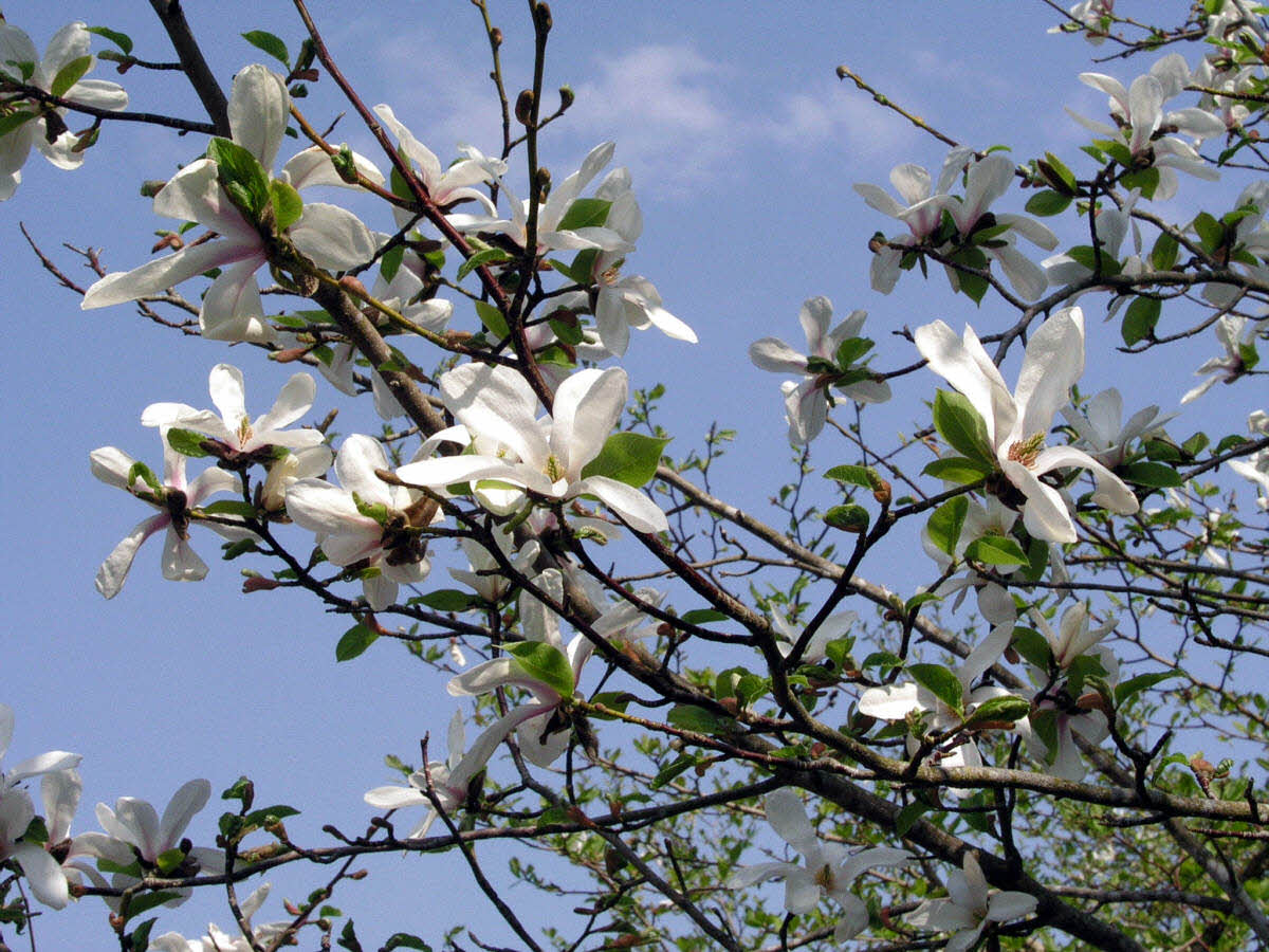 magnolia kobus
