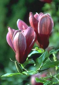 magnolia liliiflora nigra