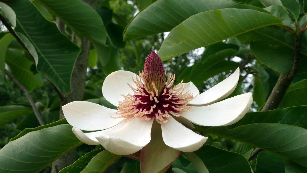 magnolia obovata lydia