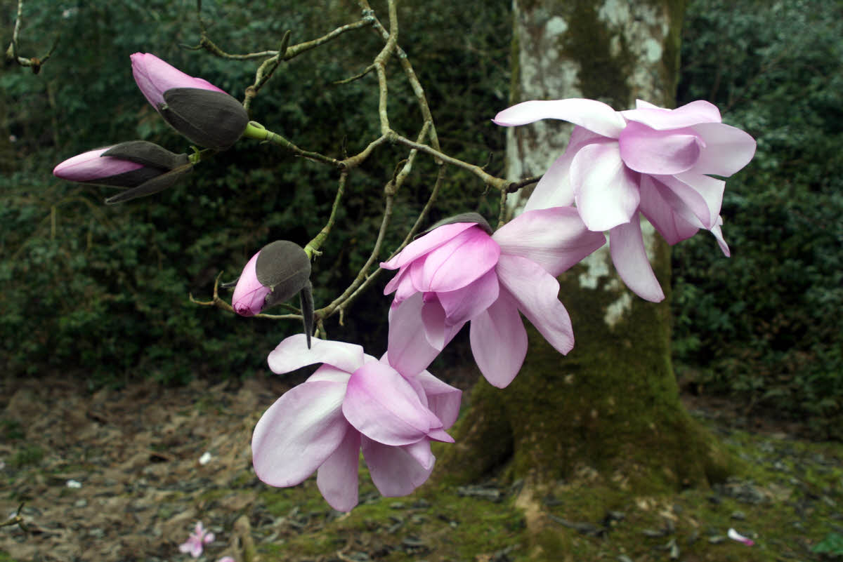 magnolia sargentiana var robusta