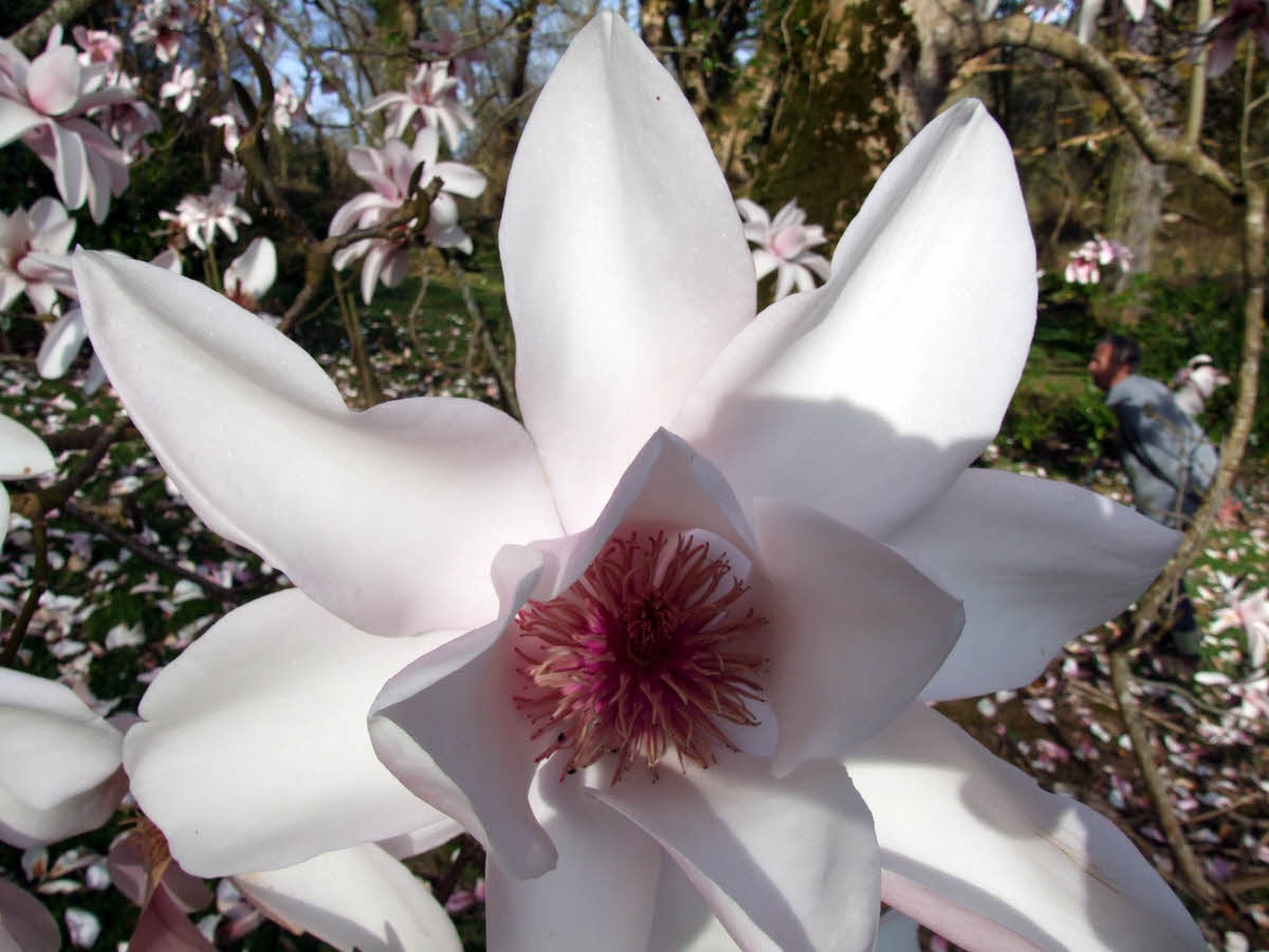 Magnolia campbellii Alba seedling