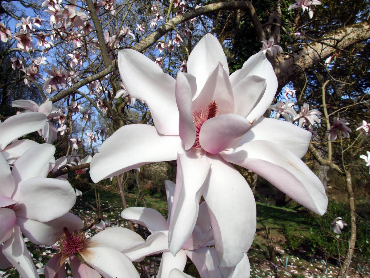 Magnolia campbellii Alba seedling