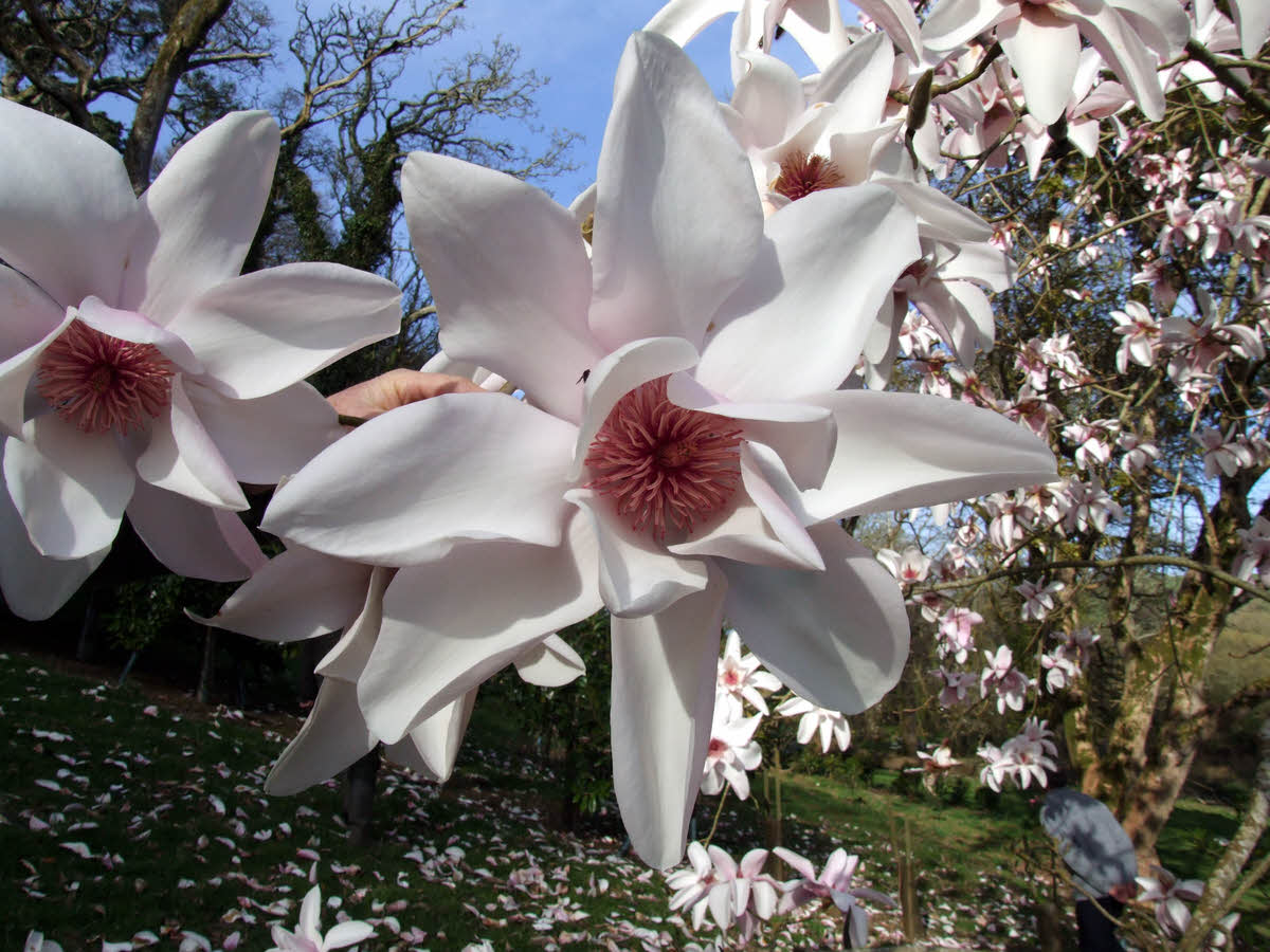 Magnolia campbellii Alba seedling